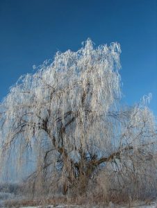 weepingwillow